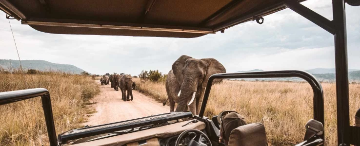ETC Group Safari Scapes Pagination Thumbnail Large